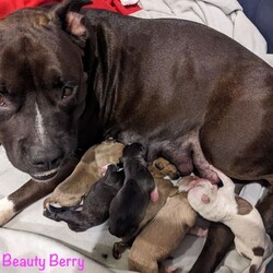 Adopt a dog:Nebula/Pit Bull Terrier/Female/Baby,This is one of Beauty Berry's sweet puppies 8 weeks old soon. They are all healthy, playful, adorable puppies available for adoption Sept. 28th in Lakeland.