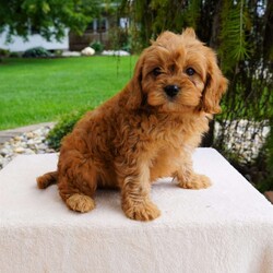 Marko/Cavapoo									Puppy/Male	/8 Weeks,Marko is a beautiful toy Cavapoo who is longing for a new family to call it’s forever home. He is  Vet checked and comes with a 1yr Health guarantee. He is family raised and loves to play. Call me today for more info, Sunday calls will be returned Monday,