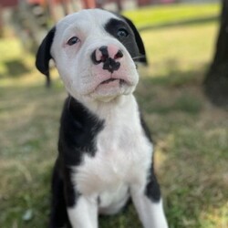 Adopt a dog:Maya/Pit Bull Terrier/Female/Baby,9/14/22
More puppies looking for homes!
Everyone meet our 