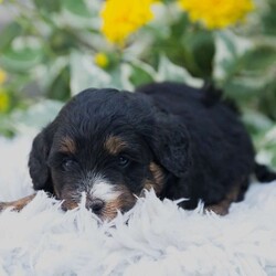 Bailey/Mini Bernedoodle									Puppy/Female	/8 Weeks
