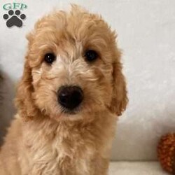 Linda/Mini Goldendoodle									Puppy/Female	/11 Weeks,Beautiful Mini Goldendoodles F1B’s playmates ready to go home with you.  Family raised with kids.  Solocilized, vet checked, wormed and up to date with shots. Mom is Mini Goldendoodle and dad a mini poodle. Call today.