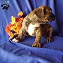 Milky Way/French Bulldog Mix									Puppy/Male	/8 Weeks,To contact the breeder about this puppy, click on the “View Breeder Info” tab above.
