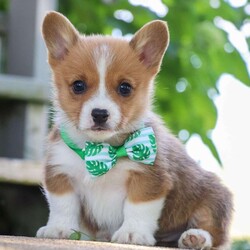 Forest/Pembroke Welsh Corgi									Puppy/Male	/10 Weeks,If you meet this little one you will not forget him. Forrest has the sweetest, outgoing personality of an AKC Pembroke Welsh Corgi. Matching his amazing personality is his level of cuteness. His adorable little face, with shining brown eyes and spunky, sweet temperament are the perfect combination. This pup loves to run and play in the grass, showing off his cute little bounces and hops. He will be your tiny shadow throughout the day whether you are out and about, resting in the shade, or sitting on the couch to relax and watch a movie. You will also find he really loves getting treats from his favorite people and making lots of new friends. Much like their babies both parents have an amazing personality. These parents have both been tested, their babies are DM Safe. Victoria the momma loves to meet and greet everyone with lots of kisses. She is an AKC Pembroke Welsh Corgi. She weighs 23lbs. Marcus dad loves to be the star of the show, stealing all the attention. He is an AKC Pembroke Welsh Corgi. He weighs 27lbs. All our babies join their forever family up to date on vaccines and dewormer, head to tail vet check done, Microchipped, AKC puppy application to register and our one-year health guarantee. You are welcome to come meet the babies. If you would like to come meet this pup or have any additional questions, feel free to call me. -Adrian Helmuth 330-600-5883