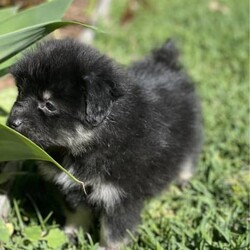 Adopt a dog:Pomeranian puppies - ready to go!/Pomeranian//Younger Than Six Months,We have some stunning Pomeranian pups available. Pups are currently all microchipped, first vaccination done and a vet health check completed. They had 1/3 Aussie Pom (Australian Shepherd X Pomeranian) in them, they will be small compact and fluffy.Price varies depending on colour.Pomeranians are incredibly intelligent, playful and loving.Responsible Pet Breeders Australia - breeder number: 5259BIN: 0010706365198Please feel free to contact us here, or on our social media.Facebook - Pomsky & Aussie Pom Pups - Gold CoastInstagram: @fluffyduffypuppie