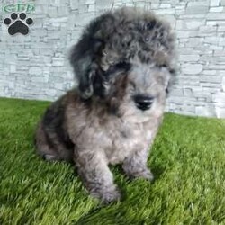 Piper/Portuguese Water Dog Mix									Puppy/Male	/7 Weeks,Meet our fluffy little puppy’s family raised on our farm.call or text me for more info.