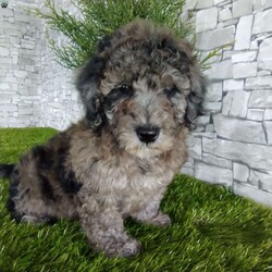 Piper/Portuguese Water Dog Mix									Puppy/Male	/7 Weeks,Meet our fluffy little puppy’s family raised on our farm.call or text me for more info.