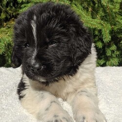 Winston/Newfoundland									Puppy/Male	/6 Weeks,To contact the breeder about this puppy, click on the “View Breeder Info” tab above.