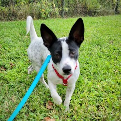 Adopt a dog:Elle (VA)/Rat Terrier/Female/Young,Playful 1-year-old Elle is just about the cutest 'adult puppy' you're ever going to meet! At 18 lbs., she's fully grown, but she has the energetic 'what-shall-I-get-into-next' attitude of a toddler. She loves playing with her toys (including the tags that she may chew off), collecting interesting souvenirs in her mouth while on her walks, and helping her foster mom with gardening by taste testing every herb growing on the deck! She's working hard at her potty training and currently sleeps soundly up to five hours in her crate at night. She is also mostly accident free during the day. If you continue to provide her with a consistent schedule of outdoor potty breaks, she'll reach house-training mastery in no time.

Elle seems more calm and confident with a fellow canine around, so she would do best in a home with another dog. And she hopes her new family loves physical activity as much as she does. She's a fun-loving gal, who plays hard and snuggles with all her heart. If you nurture Elle with exercise, consistency, and plenty of belly rubs, she'll make one 'Elle' of a great dog! See more photos of Elle in her online album at https://imageevent.com/newrattitude/elle .

Our adoption fee is $200 for adult dogs or $250 for puppies under 6 months old.
If you are interested in adopting this dog, PLEASE READ THE DETAILED ADOPTION PROCESS information on our website at www. NewRattitude.org/adopt/ From there, you can access our adoption application or contact our Adoption Team for more info.
