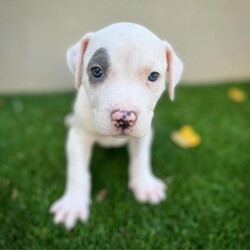 Male American Staffordshire Terrier is available for adoption