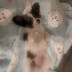 Adopt a dog:Female pure Papillion/Papillon//Younger Than Six Months,8 weeks old beautiful pure-bred Pappillion puppy for sale. Great small breed family pet. First Vax and microchipped.