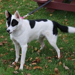 Adopt a dog:Frisky/Border Collie/Male/Adult,Frisky is 3 years old. He is a very sweet boy. He likes to play and his toys.
