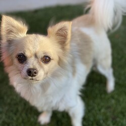 Adopt a dog:Daisy/Papillon/Female/Senior,Hi my name is Daisy.  I am about 5 lbs, 10 years old and in good health.  I have lived out in the country with my boyfriend Oly.  My mom and dad are both elderly and can no longer take care of us.  I am a sweet calm little girl.  I was just groomed and did great.  I would love to be a pamper pooch the rest of my days.  I belong in Hollywood, not running the fields of the valley.  I have many years ahead of me and intend on enjoying everyone,  I would love to be your travel partner.