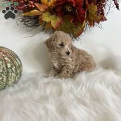 Rose/Bich-poo									Puppy/Female	/9 Weeks,Here is the cutest litter of Bichpoos ever!  These little ones will steal your heart.  Family raised and socialized around kids.  They love your attention. Vet checked, wormed and up to date with shots.  Call today 