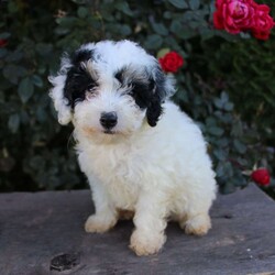 Waylon/Miniature Poodle									Puppy/Male	/8 Weeks,Check out this energetic Miniature Poodle puppy with a beautiful coat! This puppy is vet checked and up to date on vaccinations & dewormer. Each puppy would make a great companion for your home. If you are interested in meeting this cutie, please contact the breeder today!