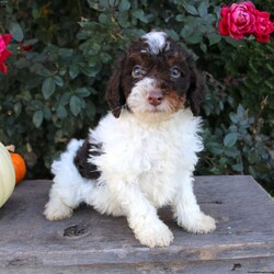 Todd/Miniature Poodle									Puppy/Male	/8 Weeks,Check out this energetic Miniature Poodle puppy with a beautiful coat! This puppy is vet checked and up to date on vaccinations & dewormer. Each puppy would make a great companion for your home. If you are interested in meeting this cutie, please contact the breeder today!