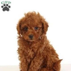 Reddy/Miniature Poodle									Puppy/Male	/8 Weeks,Here comes the cutest red Mini Poodle you will ever meet! This adorable puppy is up to date on shots and dewormer and has been seen by the vet! The breeder raises the puppies in their house to make sure each puppy receives extra attention and socialization. If you are searching for a puppy who will be the perfect house dog contact the breeder today!To contact the breeder about this puppy, click on the “View Breeder Info” tab above.