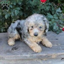 Wendy/Miniature Poodle									Puppy/Female	/8 Weeks,Check out this energetic Miniature Poodle puppy with a beautiful coat! This puppy is vet checked and up to date on vaccinations & dewormer. Each puppy would make a great companion for your home. If you are interested in meeting this cutie, please contact the breeder today!