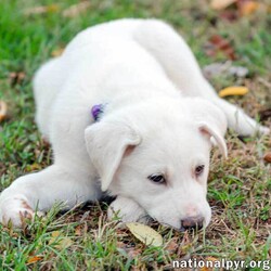 Adopt a dog:me/Great Pyrenees/Female/Baby,Bonnie's Babies are ready to find their furever families! Mom Bonnie is a Pyr mix who was found in rural TN where she had her litter of 7 under a porch. Dolly is quite the social butterfly and can always be found seeking out attention from people and the other doggies in her home. This baby girl has been raised with her siblings and their mama in a foster home where she is thriving with constant attention, good food and lots of mental stimulation. Dolly has learned from older dogs in the foster pack, how to do her business outdoors and will benefit from continued positive reinforcement. This girl is crate trained and sleeps through the night. Dolly is inquisitive, and fun-loving and is looking for a family with a 5-6’ fence and an older male canine playmate to teach her how to be a big dog :) To learn more about Dolly, put in an application today! Dolly will be ready to join her forever home at 11 weeks old!

NYS Registered Rescue # RR102
View the full listing (with location, fee and application link) at - www.nationalpyr.org/adoptable-dogs. Completion of an application is required to be considered for any dog.  Please fill out the application on our website www.nationalpyr.org and we will contact you. Due to the high level of interest we can't respond to emails unless an application has been submitted.

Our goal is to assess every application on its own merits. Key considerations are: 1) the experience of the applicant with large breed dogs 2) children in the household or regularly visiting the household are ready for a large-breed dog who is a guardian by nature (www.nationalpyr.org/know-the-breed) and 3) the sex of other dogs currently residing in the household to avoid same-sex aggression issues.  Puppies are ready to join their fur-ever homes at 11 weeks old and will not be adopted in pairs. For puppies under six months old, the applicant’s ability to socialize the puppy with older dogs is a priority.

Transport not available to the West Coast - please see our list of Northwest dogs at  https://nationalpyr.org/northwest-region

Secure VISIBLE fencing is required; invisible fencing WILL NOT contain this breed.