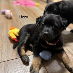 Adopt a dog:Lizzy/Newfoundland Dog/Female/Baby,You can fill out an adoption application online on our official website.Newfie/Shepherd/LabLizzy is the sweet girl in this litter of Newfie/Lab/Shepherd mixes. Lizzy is playful and happy and has the most amazing expression. She loves to play with her 6 brothers and never backs down from a game of romp and tug of war. She is no wall flower and would love another doggie friend to pal around with.

Please contact her foster mom directly at 3bigblkdoglover@gmail.com. You must have a preapproved application with our dog rescue to potentially meet a puppy. You can find the application link at Homewardbound2u.rescuegroups.org