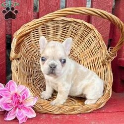 Pixie/French Bulldog									Puppy/Female	/5 Weeks, Pixie is a gorgeous fawn Merle Akc registered Frenchy puppy. Family raised and well socialized! Up to date with all shots and dewormings! Comes with a health guarantee! Delivery available! Contact us today to get your new family member! 
