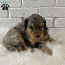 Tamara/Bernedoodle									Puppy/Female	/4 Weeks,Hello! I would love to come home to you! I’m the sweetest, cutest, softest and cuddliest puppy you could ever bring home. I will be your best friend forever, no questions asked! I know that I will be the perfect fit. I will come home up to date on my vaccinations, so all you will have to do is snuggle me! I’m the best at that. I’m a super happy puppy and I love to play with whomever is up for it. If you want the best in breed, then pick me! I promise to give you a lifetime of puppy kisses and a tail-wagging good time! If you are looking for the perfect pup, I’m the one for you.