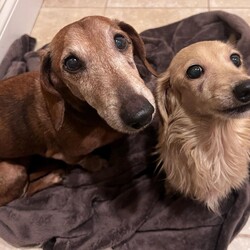 Adopt a dog:Macon (and Nika)/Dachshund/Male/Senior,You can fill out an adoption application online on our official website.Macon & Nika

Macon and Nika are an 11-year old bonded pair from Alabama. Macon is a red, brindle, frosty faced, smooth coat gentleman and Nika is a longhaired, petite, English Cream little lady. Both have received full dental work and have clean bills of health. Both had several teeth removed and require their hard kibble to be soaked in water until soft or have canned food, which they both really like!

Despite their senior status, these two don't let their age get in the way. They are equally outgoing and love to run around with their foster friends, and would be open to living in a home with other dogs. The pair is as snuggly as they are energetic though! Nika and Macon would love to curl up in your lap or burrow alongside you in bed, but are also happy to snuggle up in some blankets together. Macon loves to have his ears scratched and Nika is quick to roll over for some belly rubs.

If you're interested in adding two furry friends to your family, you can apply at www.fureverdachshundrescue.org.
We encourage adopters from all over the Greater New England Area and will do our absolute best to accommodate you in arranging for transportation if you choose to adopt a dachshund from FDR. If your dachshund of choice is coming from a state other than the one you reside in, there will be an additional $60.00 Health Certificate Fee that is required by law. Thank you for supporting a dachshund in need.