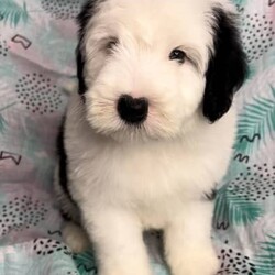 Adopt a dog:F1 Mini Sheepadoodles (will hold for Xmas) 2 left /Old English Sheepdog//Younger Than Six Months,These are Australia’s only genuine first generation Mini Sheepadoodles available. First generation Sheepadoodles, have a genetic inbreeding level of 0-1%, compared with purebreds and multi gens, who have related lines. These pups are 50% Old English sheepdog and 50% Miniature Poodle.Mum is our outstanding purebred Old English Sheepdog, and dad is our fabulous Purebred Miniature Poodle. Both parents have incredible temperaments, and are both DNA tested for over 200 genetic diseases, breed purity tested, as well as Hip And Elbow Scored with better than breed average results.Our pups are born in our family home, and extensively handled and start life with ENS protocol. This sets pups up for the best start to life, and helps them adapt to change, and different life situations.We do not force wean. Our weaning process is mum led, and gradual over a period of weeks, rather than immediate or days. This helps pups digestive systems form, they are not placed under any stress, and they receive important social interaction with mum.These pups will be ready to leave at no earlier than 8 weeks, this is the 20th November, although we do like to keep pups for an additional week or 2 if needed, and have a few pups staying until xmas, so we are happy to hold pups until then.All our pups leave here, well socialised, with current toilet training in place. We start, and recommend crate training. They go with a small puppy pack, and 6 weeks insurance. Fully vet checked, first vaccination, microchipped and wormed correctly.We raise our dogs on premium nutrition, and rotated proteins to help avoid allergies. We do not have dogs with allergies, or behavioural issues.Our goal is healthy, loving, loyal and confident family members.We have 4 boys and 3 girls available. All have varying levels of white markings. There are some real stunners!These Sheepadoodles will mature anywhere from 43-50cm tall. They will be up to the size, or smaller, than an Old English Sheepdog.They will have what is considered a non shedding coat, and will need regular brushing and grooming.If you are looking for a loving, loyal, intelligent best friend. These pups will tick all your boxes.Follow our Tik Tok or Instagram Puppy Connect Australia for videos and more information.Registered breeder with NCPI9002605Microchip numbers991003001955188991003001955191991003001955185991003001955187991003001955199991003001955182991003001955183