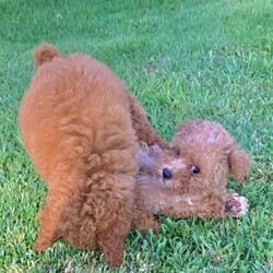 1st generation cavoodle puppies/Poodle (Toy)//Younger Than Six Months,Breeder ID:RPBA4738991003002090695 Ruby 3000Our gorgeous cavoodle puppies are ready for their new homes now (born 07/08/2022). From a litter of 5. we have two females available. We are so proud of ourselves on our puppies' temperament, health, wellbeing, and looks. Many families return to us for their next dog. Our pups have grown up with our family, other dogs and cats.Puppies are microchipped and vaccinated. And been wormed 4 times.