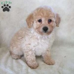Natalie/Miniature Poodle									Puppy/Female	/8 Weeks,Here comes a precious Mini Poodle puppy with lots of love to share! Their gorgeous coloring is not the only thing that makes this puppy cute! Wait until you come meet them to see for yourself! To learn more about adopting this loving puppy call the breeder today! 