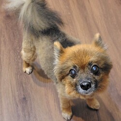 Adopt a dog:Ruffles/Pomeranian/Male/Senior,You can fill out an adoption application online on our official website.Ruffles is a beautiful 11 year old, 9 pound male sable Pomeranian looking for his happily ever after! This poor guy found himself in a busy NY shelter as a senior and we just don't know why. Despite his age, Ruffles is a spry guy who knows what he wants! He isn't a fan of bigger dogs and doesn't play with other dogs, but he does like the company of dogs. He follows their lead in day to day life. It does take Ruffles time to warm up in new places with new people, but once he settles in he will be your constant cute shadow, demanding treats, and wanting to be snuggled up with you. This boy is healthy overall, but we do have him on joint supplements and a little gabapentin twice a day to keep him feeling young. Ruffles is leash trained, crate trained, rides well in a car, and now that he is neutered, he is much better with potty habit whether on a pee pad or outside. All this old guy needs is a home that will give him some time to get his bearings and then he will be your best friend!

To adopt Ruffles, please complete an adoption application at peacelovepoms.rescuegroups.org. The $350 adoption donation ($250 for senior citizens 65+) includes core vaccines (Rabies, Parvo/Distemper, and Bordatella), Accuplex (Heart worm and Lyme test), fecal, bloodwork, microchip, neuter, dental, and all the love you can handle!