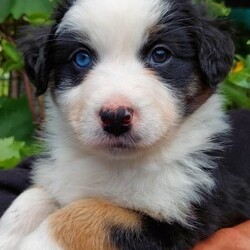 AUSTRALIAN SHEPHERD PUP 6WKS. F. purebred/Australian Shepherd Dog//Younger Than Six Months,REGISTERED BREEDER Responsible Pet Breeder’s Association accredited full member 654SOLD. But I do have 2 siblings available!PLEASE READ ADVERT CAREFULLY!Hello my name is Elizabeth [Lizzy]!!! I am an outgoing, adventurous, loving, inquisitive, black tri-colour Aussie Shepherd, from disease and cancer-free bloodlines. I seek an active home, where I can be doing whatever you are doing, much of the day, every day. I am on the mediumly active end of the spectrum of an energetic breed. Being an Aussie I have a low boredom threshold, which means I absolutely cannot be left alone for long periods during the day. Human mum [Mum] says I am a ‘responsible’ dog, so I will take care of you and your family when I grow up! I am very eager to learn what you want me to know and do!I am the product of a careful breeding programme. I am vet checked, microchipped, vaccinated c5 so you can get me out of the house at 11 weeks. Mum says she has a great buyer’ community with Whatsapp groups, facebook groups, reunions, etc and she follows dogs she bred, for life which is one of many ways she knows I am from disease and dysplasia free bloodlines! Apart from full testing of course. My new family will get a huge puppy pack, with all the information you could ever need for my whole life!The sort of home that would suit me is a busy family with active teenagers, or groundsmen, boatbuilders, riding stables, mountain bike jump builders, farmers, small holdings, or trades that can take me to work. I am very intelligent, easy to train and adaptable. I would not suit you if you are working from home all day on the computer, I would get bored and eat your toes and computer leads!I love kids and other dogs. I have been brought up running free in a back yard with trees and bushes, not in a pen/run! I am very well socialised and love my tummy rubs!I am sold strictly on a non-breeding basis. I also have a litter brother available, who is red coloured with a beautiful ruff and who is not as active as me.I am friendly, loving and very healthy. I am ready to go around 4 Nov, but mum requires minimum 3 visits, so I know you and welcome you, before I leave. If you are from out of town this can be done in a weekend.Mum says sorry she does not fly pups or ship interstate, but my rellys are all over WA! Please text us on ******** 074 and describe why you are the perfect people for me, and your experience with similar dogs. Please be aware that we may or may not reply on a different phone number that you can check against our breeder’s registration. REVEAL_DETAILS Nb my nose will turn black in a few months.