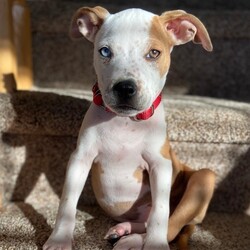 Adopt a dog:Tilly/Pit Bull Terrier/Female/Baby,To apply for adoption: https://goo.gl/AzrASu 

To learn more about each dog please visit us on Facebook! https://m.facebook.com/PPSHDogRescue
