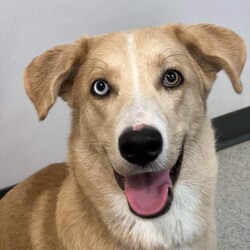Adopt a dog:Cloud/Husky/Male/Young,Cloud is a big handsome goofy pup, about 8-10 months old. He is exuberant and friendly, though he needs some manners training. He gets along well with other dogs but has never been around cats. Cloud is looking for an active family that can keep up with his energy.
