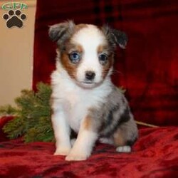 Merry/Miniature Australian Shepherd									Puppy/Female	/8 Weeks,Take a look at these precious Miniature Australian Shepherd puppies with dazzling eyes and soft puppy fur! Our puppies are up to date on shots and dewormer and vet checked! We do genetic testing on our parents to ensure only the best health is passed on to your puppy. If you are looking to exand your home by four paws don’t hesitate to call about our puppies today! 