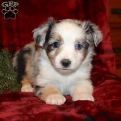 Jingle/Miniature Australian Shepherd									Puppy/Female	/8 Weeks,Take a look at these precious Miniature Australian Shepherd puppies with dazzling eyes and soft puppy fur! Our puppies are up to date on shots and dewormer and vet checked! We do genetic testing on our parents to ensure only the best health is passed on to your puppy. If you are looking to exand your home by four paws don’t hesitate to call about our puppies today! 