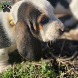 Birchrum/Basset Hound									Puppy/Male	/8 Weeks,Birchrum is a lovable fella, who has been Family Raised. He is ready to find his forever home! 