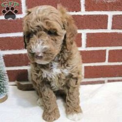 Gideon/Mini Labradoodle									Puppy/Male	/7 Weeks,Say hello to this beautiful puppy all full of wiggles and wags! This loving angel is up to date on shots and dewormer and vet checked. We offer a 30 day health guarantee as well! Each puppy is well socialized and played with daily by children. If you are looking for a fun loving puppy to add to your home please reach out to Mary today!