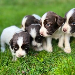 KC Registered £850 English Springer Spaniel Puppies for sale/English Springer Spaniel/Mixed Litter/9 weeks,We have a lovely litter of liver and white, KC REGISTERED English Springer Spaniel puppies for sale. There are 8 puppies in the litter - 4 boys and 4 girls.
Both parents are KC REGISTERED and are both DNA health tested, with a clean bill of health - (tests are available to be seen, in person). The mother is our loyal and calm springer spaniel and the sire is our handsome liver and white E. springer spaniel. Both parents are working dogs and are very obedient and loving. Both parents are available to be seen with the puppies and have excellent temperaments. The puppies are used to children and other dogs and cats. They will make excellent family pets or working dogs.
All puppies have had their first vaccination at 7 weeks and were health checked by our vet. The puppies are regularly wormed and flea treated.
Viewings encouraged and most welcome. We will not sell to someone who has not been to see them in person - this is to make sure you are happy and that we are happy with their new home.
Please feel free to ask any questions.