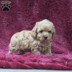 Spencer/Toy Poodle									Puppy/Male	/7 Weeks,Meet this adorable little puppy. Do you need an extra Christmas companion this year? This is the perfect little pet for you to adopt. This puppy is clean, playful, and healthy; and does good around children. It was born in our house and has been given special care and attention. If you purchase this puppy, I will send along a folder with you containing all the important papers. I’ll also send a bag of puppy food that the puppy is currently on. Feel free to call or text me if you have any questions.