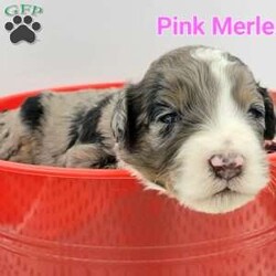 Ava/Bernedoodle									Puppy/Female	/5 Weeks,Beautiful f1b bernedoodles Family raised in our home. Will come vet checked, fully vaccinated, and health guaranteed. Will grow to 50-75lbs. Can provide delivery for extra fee. Feel free to call or text 240-561-2815