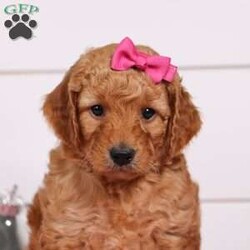 Daisy/Mini Goldendoodle									Puppy/Female	/5 Weeks,Fluffy, cute, and charming are just a few of the words I would use to describe the darling Daisy. These sweet F1B Mini Goldendoodles may just be that missing thing in your life. They’ll steal your heart with excited tail wags and sloppy puppy kisses and in no time, they’ll feel like they’ve always been a part of your family. Having received lots of love and attention since birth has allowed these pups to become very adaptable and well socialized. They will have no problem becoming accustomed to their new families and their lifestyles. Fifi is the wonderful Mama to these sweethearts. Much like her pups, she will melt your heart the moment you meet her. She weighs a beautiful 20lbs. Moyen Poodle Dad, Ollie, is a handsome good boy with a love of belly rubs. And weighs 26lbs. Each of the babies arrive at their forever homes completely vet checked, micro- chipped, up to date on all the necessary vaccines and dewormer, and our one-year health guarantee is included. We require a deposit to reserve this sweet baby. See www.dreamtreepuppies.com for more details. You can call or text Gina at: 330-260-1368 with any additional questions.