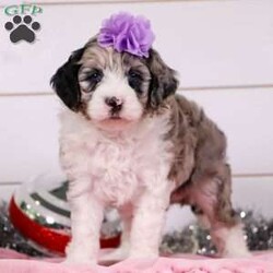Gem/Miniature Aussiedoodle									Puppy/Female	/5 Weeks,Meet the cutest F1B Mini Aussiedoodle named Gem! She specializes in snuggle time, this sweet pup loves her people and will never leave your side. Playtime is no joke to her, and she will always find a way to make you smile with her cute puppy antics. With her silky, soft coat and deep brown, puppy-dog eyes, this little baby will steal your heart from the very first minute you see her. We spend lots of time with our puppies, so they are well socialized! This is a necessity so they can mature into confident and adaptable dogs. The mama is a stunning Aussiedoodle named Basil. She weighs 16 lbs and is a family favorite. Dad is a handsome Mini Poodle weighing 13 lbs. He’s super intelligent and has an amazing temperament. All the puppies are microchipped, up to date on vaccines and dewormer and our one year genetic health is included. We require a deposit to reserve this little one. For more details you can visit our website: Dream Tree Puppies or call/text Gina at 330-260-1368 for more information!