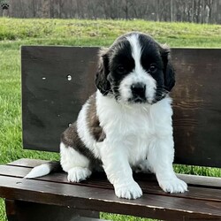 Cosmo (miniature)/Saint Bernard									Puppy/Male	/5 Weeks,A Miniature Saint Bernard expected to mature around 45 lbs. Both his parents are miniature saint bernards. His coloring will lighten as he gets older. Family raised with loving care. He will come with a 30 day health guarantee, a small bag of Nutri Source puppy food and will be vet health checked and up to date with vaccinations and dewormer. Contact Glen today! Sunday messages will be returned on Monday.