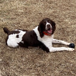 Adopt a dog:me/Brittany Spaniel/Male/Adult,Hi! My name is Gunner and I am bonded with my brother Shadow. I'm a 2.5 yr old Liver/White neutered 50 # Brittany boy. I currently live with my foster family and my brother, Shadow. I am closely bonded with Shadow, and we can only be adopted together. I'm full of pure Brittany love and playfulness. I'm potty trained, microchipped, fully vaccinated, heartworm negative, utd on HW/FT prevention and ready for my 