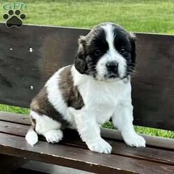 Cosmo (miniature)/Saint Bernard									Puppy/Male	/5 Weeks,A Miniature Saint Bernard expected to mature around 45 lbs. Both his parents are miniature saint bernards. His coloring will lighten as he gets older. Family raised with loving care. He will come with a 30 day health guarantee, a small bag of Nutri Source puppy food and will be vet health checked and up to date with vaccinations and dewormer. Contact Glen today! Sunday messages will be returned on Monday.
