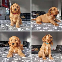Mixed Litter Cockapoo is available for sale- Dog the Love