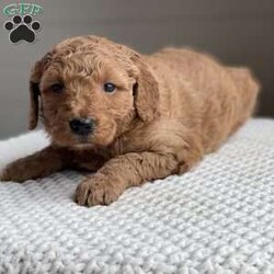 Maisie/Mini Goldendoodle									Puppy/Female	/5 Weeks,Maisie is our beautiful F1B hypoallergenic goldendoodle, her mother is Daisie a goldendoodle and Father is Brody a moyen poodle. Maisie is such a sweet girl! 