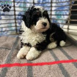 Clifford/Mini Bernedoodle									Puppy/Male	/8 Weeks,Clifford is a one of a kind puppy! Super chill and very cuddly. His temperament is really sweet! 