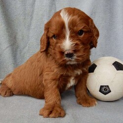 Odie (F1 mini)/Cavapoo									Puppy/Male	/5 Weeks,Prepare to fall in love!!! My name is Odie and I’m the sweetest little f1 cavapoo looking for my furever home! One look into my warm, loving eyes and at my silky soft coat and I’ll be sure to have captured your heart already!  I’m very happy, playful and very kid friendly and I would love to fill your home with all my puppy love! I am full of personality, and I give amazing puppy kisses! I will come to you vet checked and  up to date on all vaccinations and dewormings . A 3 year guarantee and  shipping is available! My mother is our 22#mini poodle named Teresa and has a heart of gold and my father is a 15# AKC ruby cavalier named Rufus !!   I will grow to approx  17-18# and I will be hypoallergenic and nonshedding! !!… Why wait when you know I’m the one for you? Call or text Martha to make me the newest addition to your family and get ready to spend a lifetime of tail wagging fun with me!   (7% sales tax on Ohio transactions)