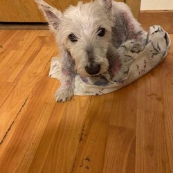 Adopt a dog:Pumpernickel/West Highland White Terrier / Westie/Female/Adult,Hi- I'm Pumpernickel!  I'm 15 pounds of pure sweetness. I'm also an adorable little lady, although I am currently being treated for a skin condition, so my true beauty is still unfolding. (Once I am fully recovered, I'll look more like my canine goddess self and less like a possum!) I'm playful and friendly and will bring you so much joy. I'm fully vetted and am ready to meet you!